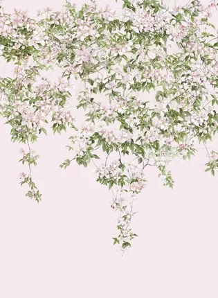 Soft pink 'Clematis Collection' wallpaper featuring a cascade of delicate white blooms, evoking a serene and romantic atmosphere in any room.